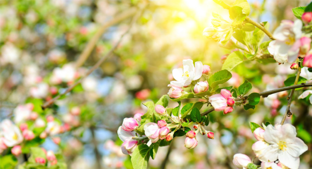 Blühender Obstbaum im Sonnenlicht. So sieht ein frühlingshafter Tag im bischöflichen Apfelgarten aus.